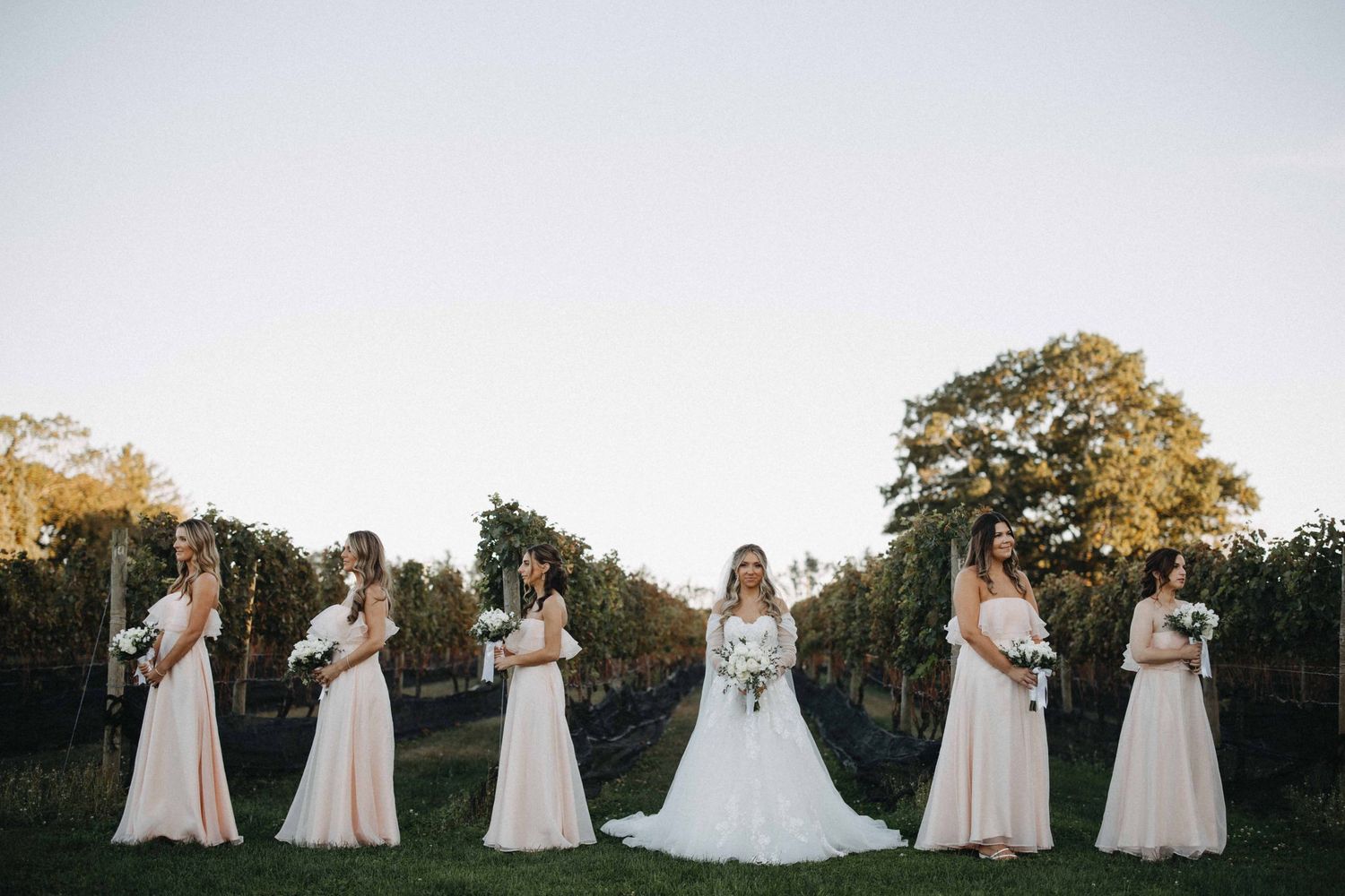 Bride in white gown with bridesmaids in blush dresses posing in a vineyard at dusk.