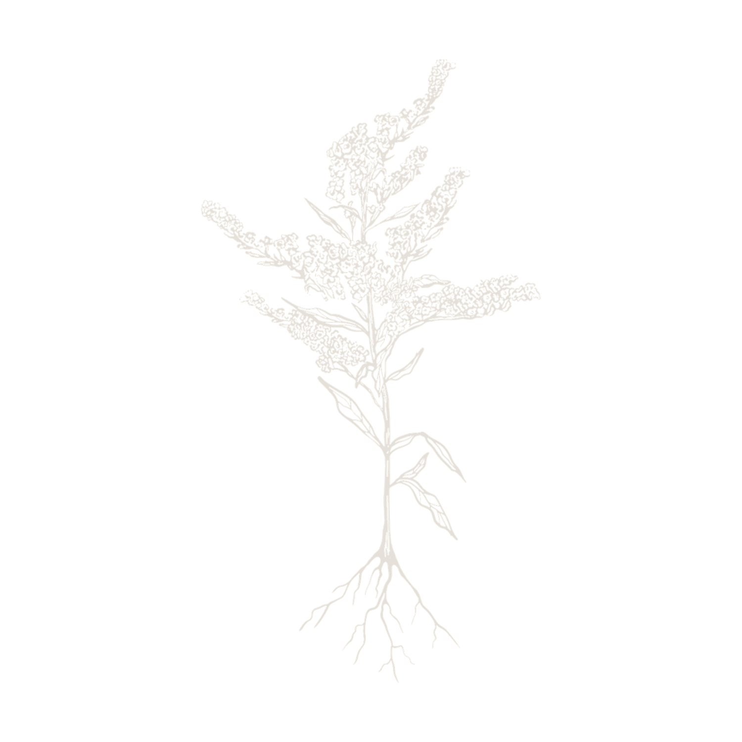 Delicate white botanical illustration of a wildflower plant with roots on white background.