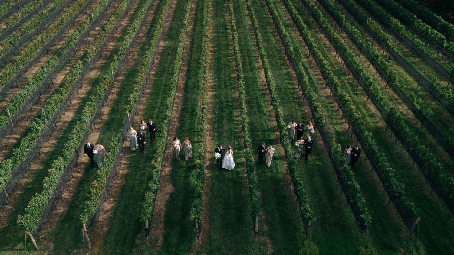 Aerial drone view of a wedding party walking through lush green vineyard rows on a sunny day.