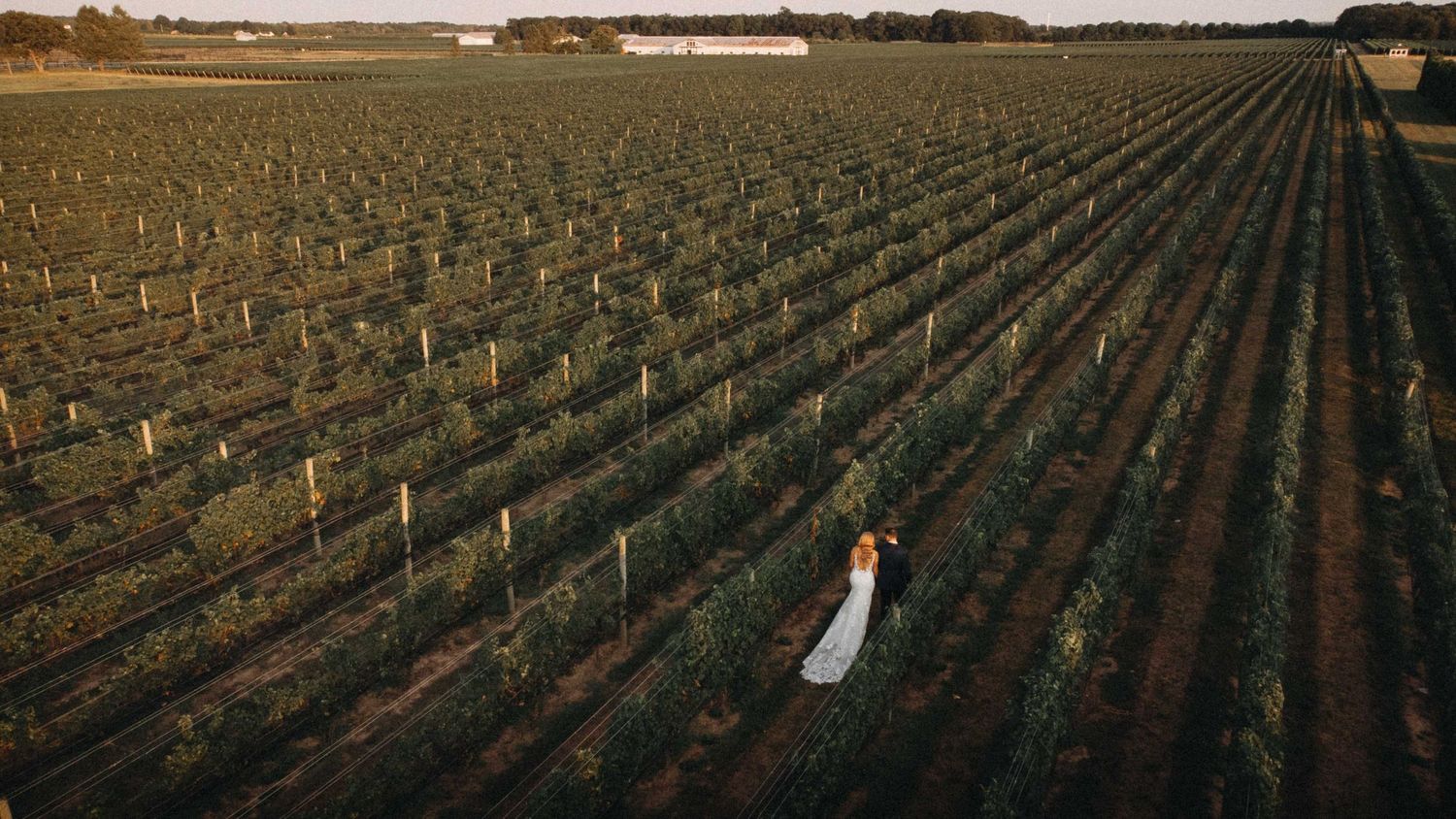 Aerial drone shot of bride and groom walking through vineyard rows at sunset.