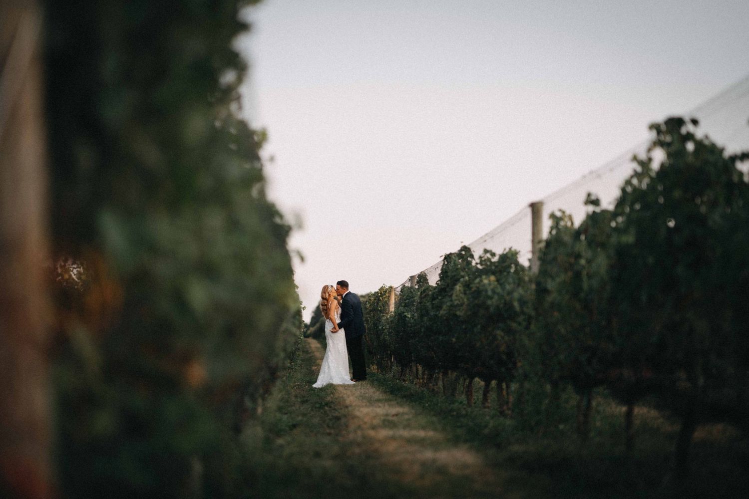 Bride and groom share romantic kiss between lush vineyard rows at golden hour outdoor wedding.