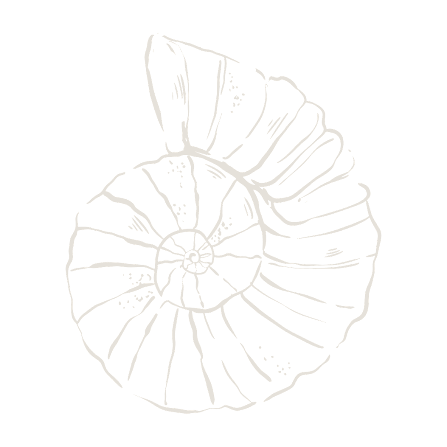Delicate white nautilus shell illustration with intricate spiral pattern and fine line details on white background.