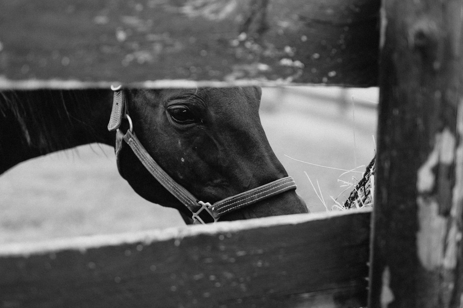 Black and white close-up of a horse peering through wooden fence rails at a stable.