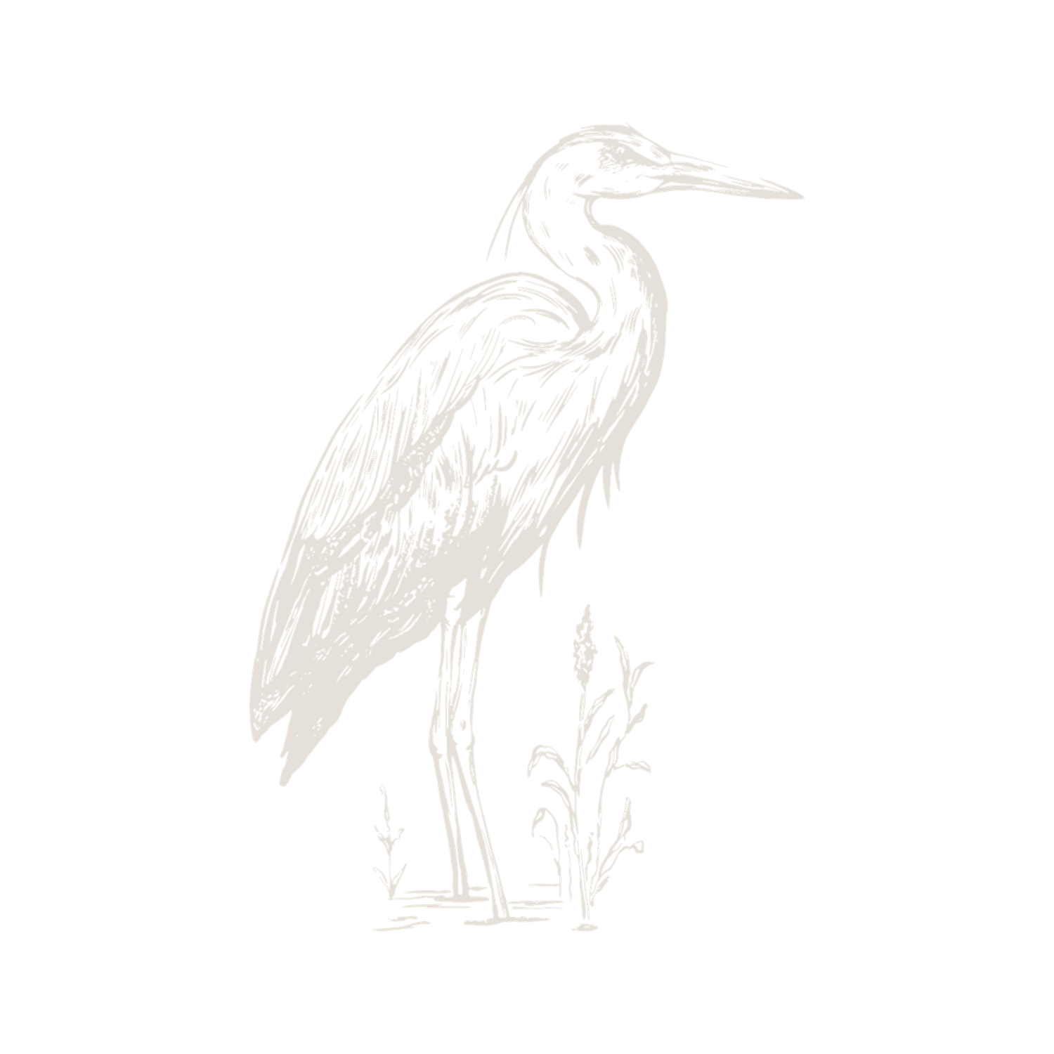 A delicate light gray illustration of a great blue heron standing gracefully among reeds on a white background.