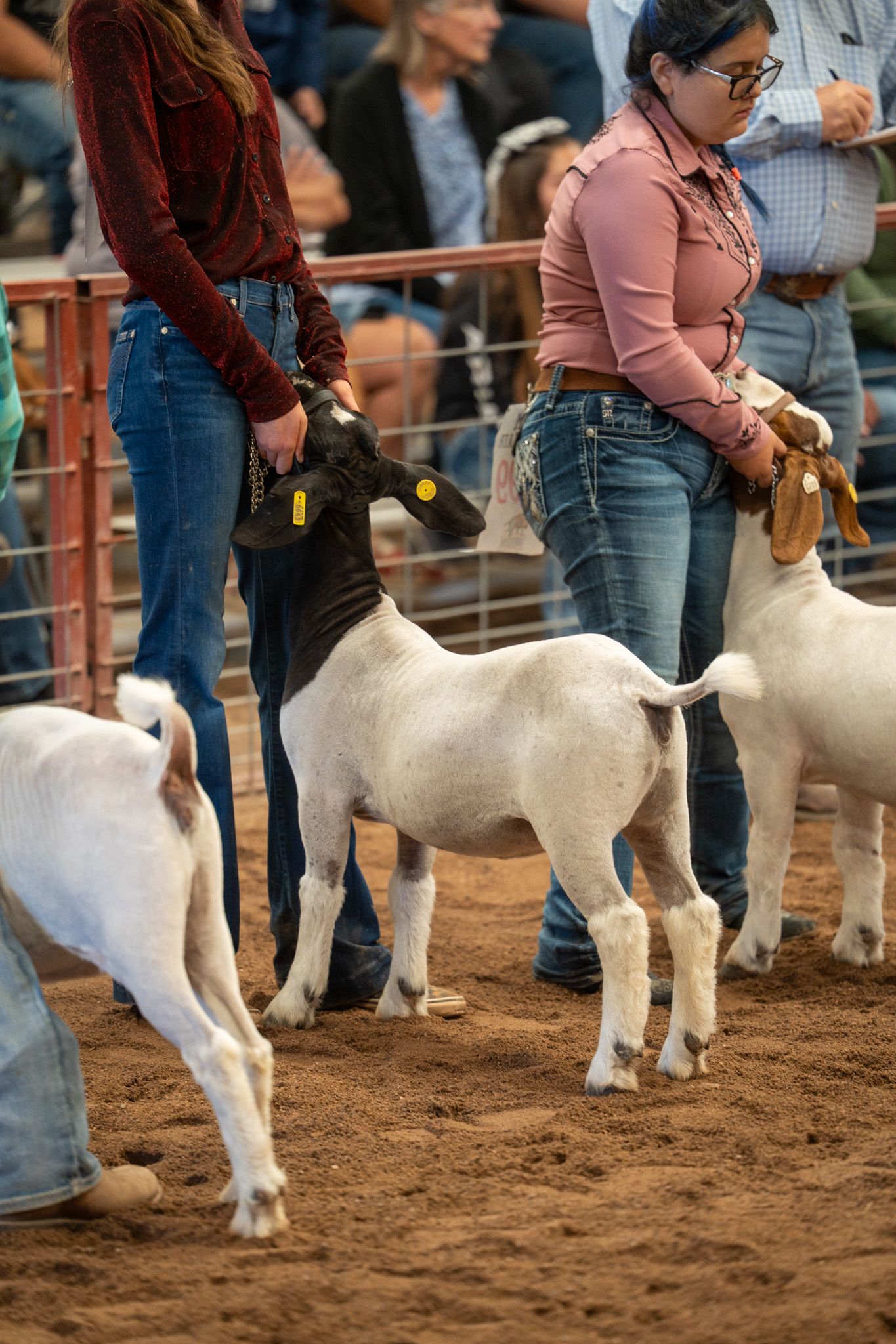 Several white goats being shown by handlers in a line at an indoor livestock competition.