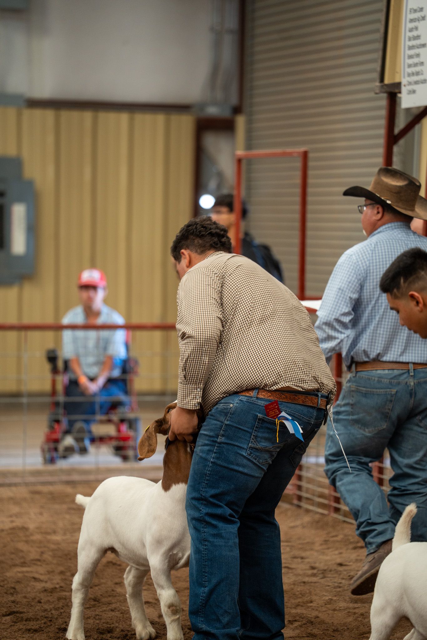 Handlers showing white goats in a dirt arena during a livestock competition event.