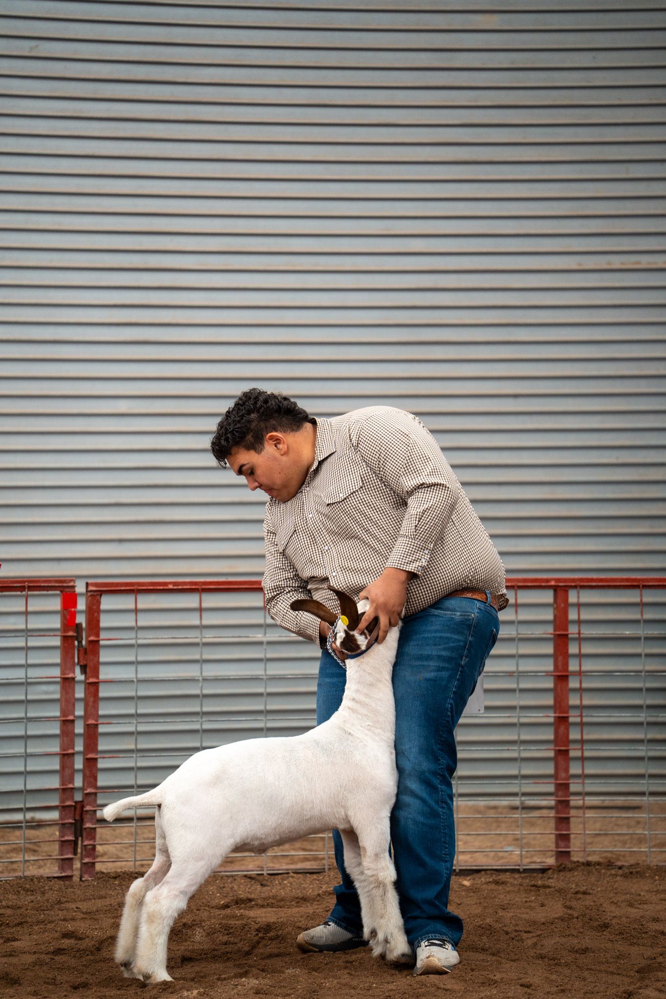 A person in jeans grooms a white show goat in an indoor arena with metal panels and dirt flooring.
