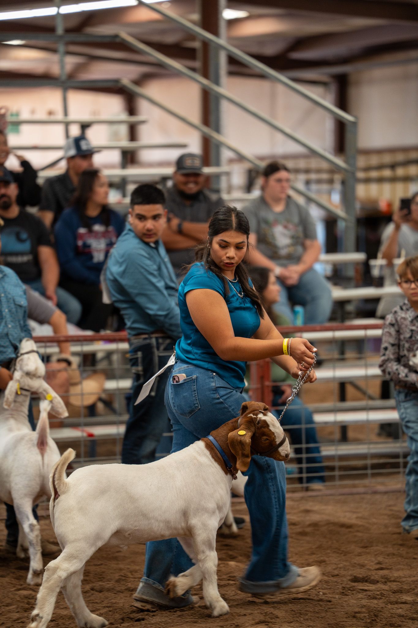 Handlers presenting white goats for judging in an indoor arena with dirt flooring.