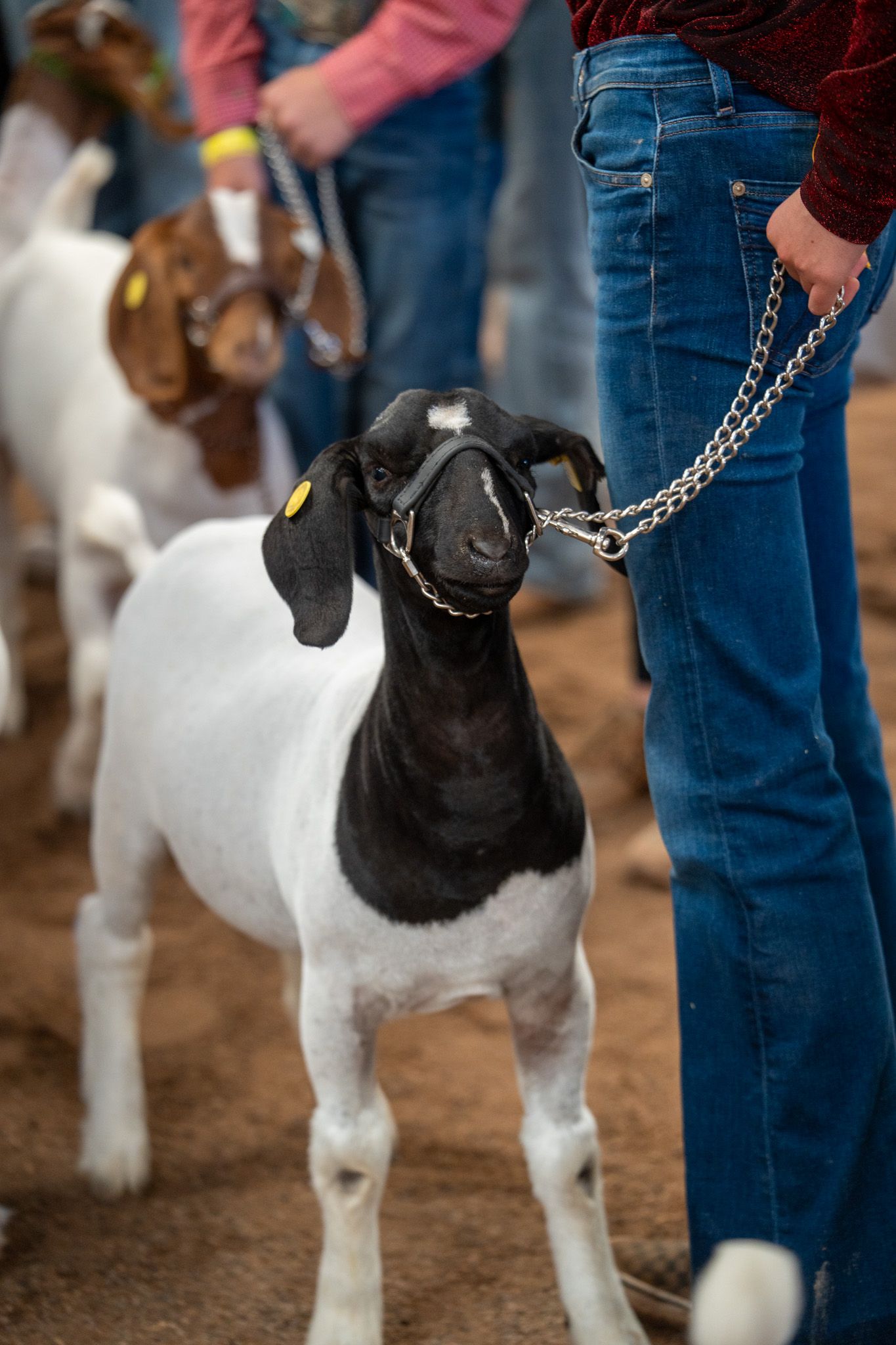 A black and white goat with a chain leash is being shown at a livestock event on dirt ground.