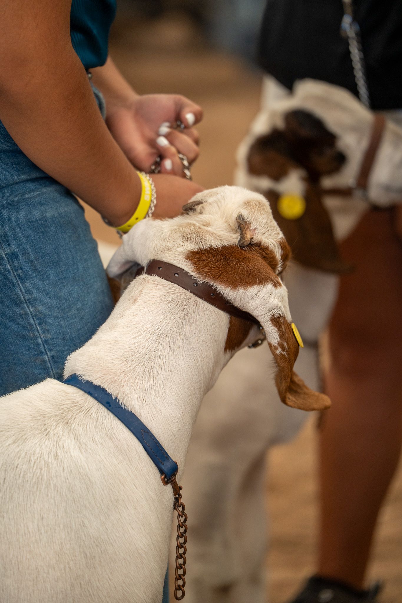 Close-up view of a white goat being petted while wearing a brown leather collar and chain.