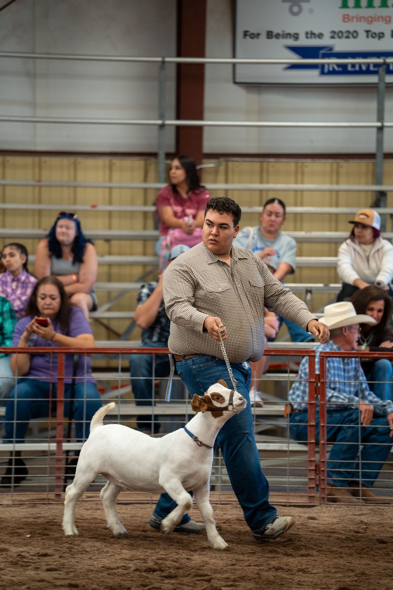 Handler showing a white goat in a competitive arena with spectators watching from the sidelines.