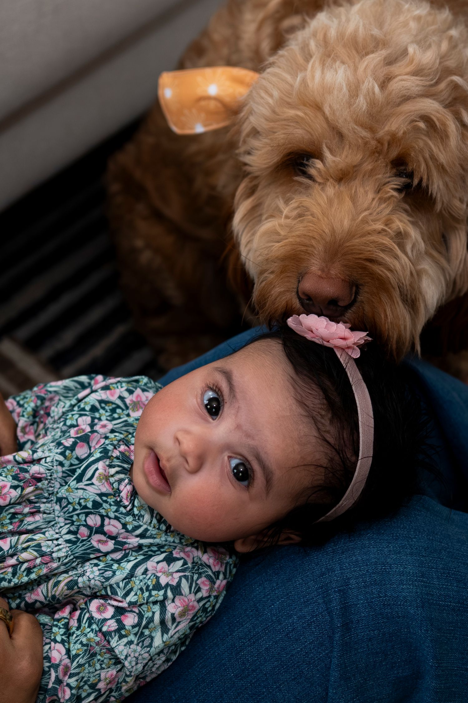 Portrait of baby girl looking at the camera and golden doodle sniffing her head at home in New Jersey.