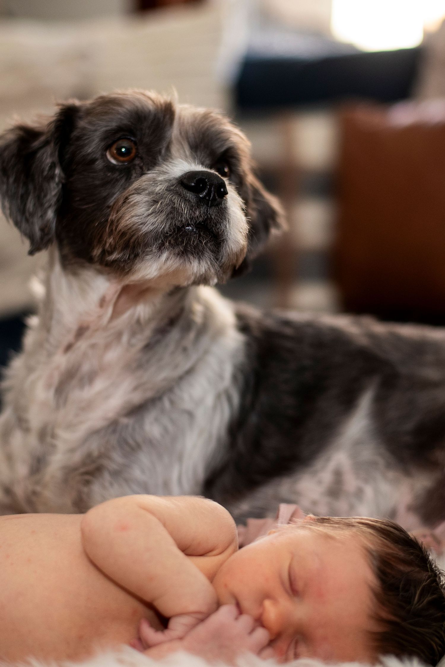 Small dog watches over her newborn baby sister in New Jersey.