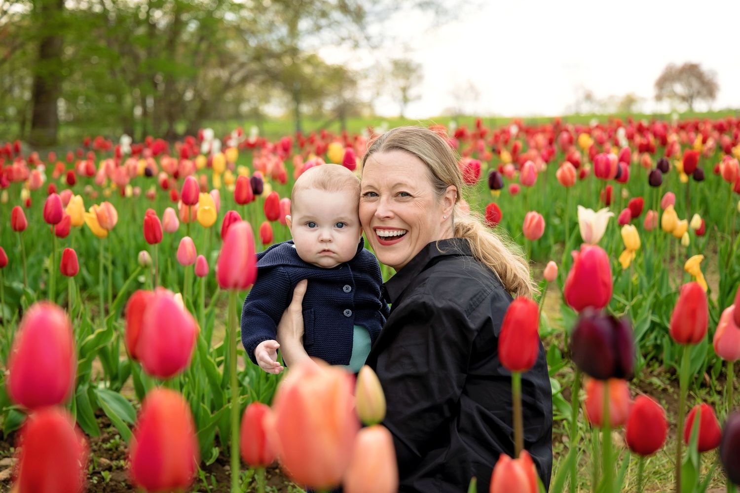 A stunning field of vibrant red and yellow tulips blooms in a spring garden with trees in the background.