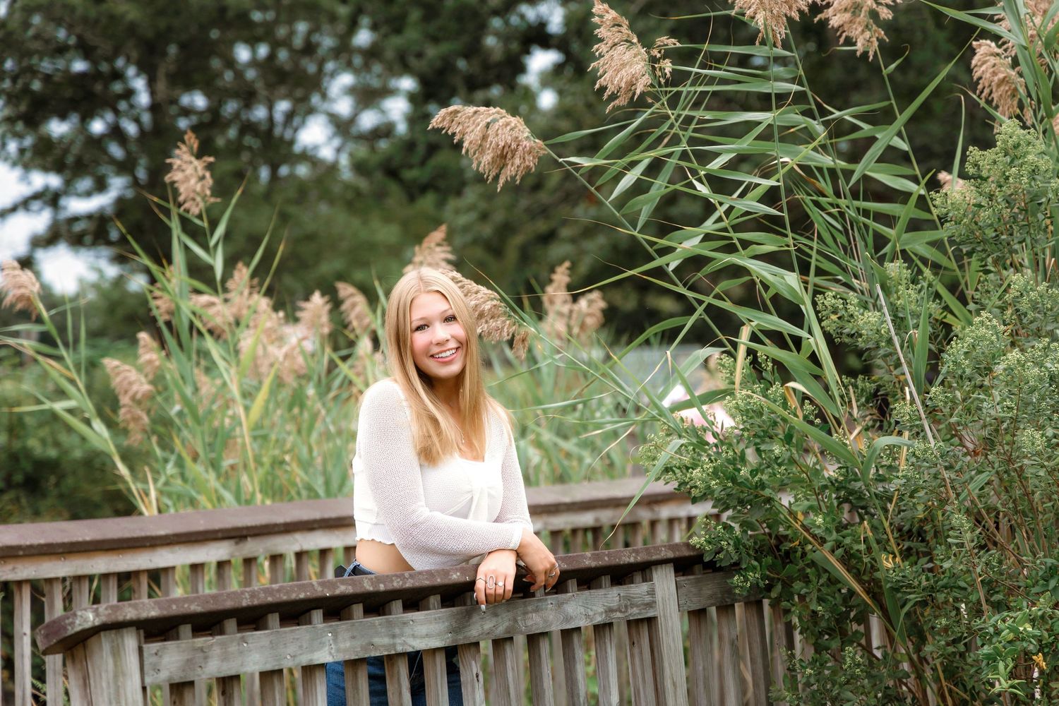 A series of outdoor photos showing tall ornamental grasses with feathery plumes swaying against a wooden fence.
