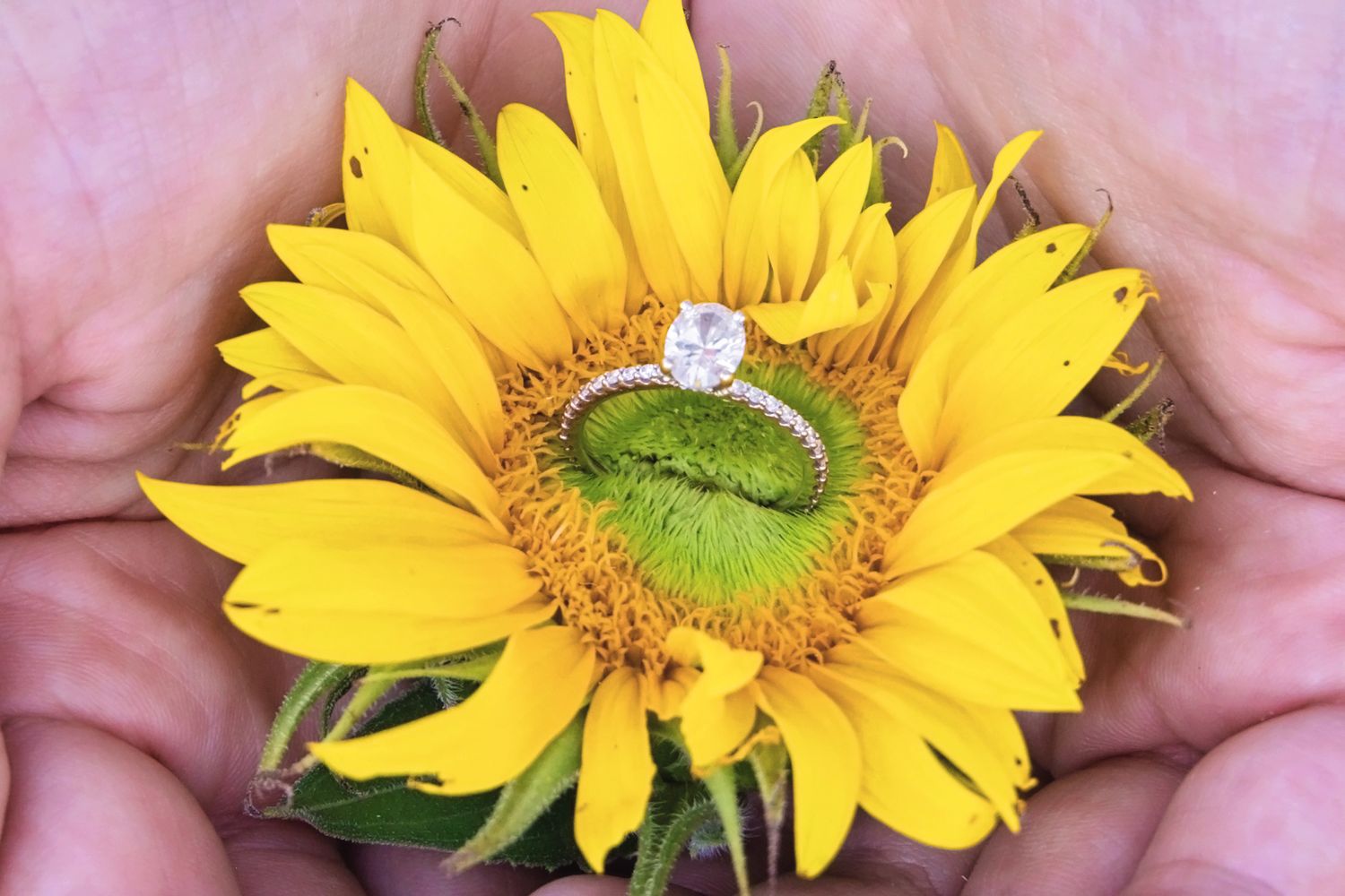 A hand holds a vibrant yellow sunflower bloom against a soft pink background showing its natural beauty and detail.