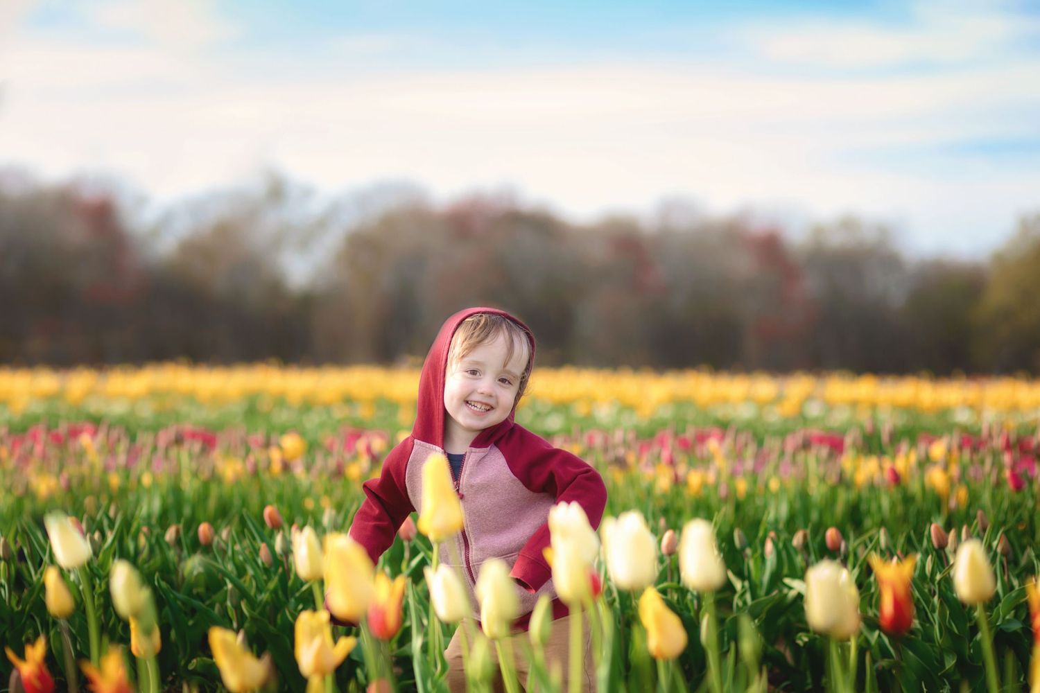 A field of vibrant yellow and red tulips stretches towards the horizon under a bright blue sky.
