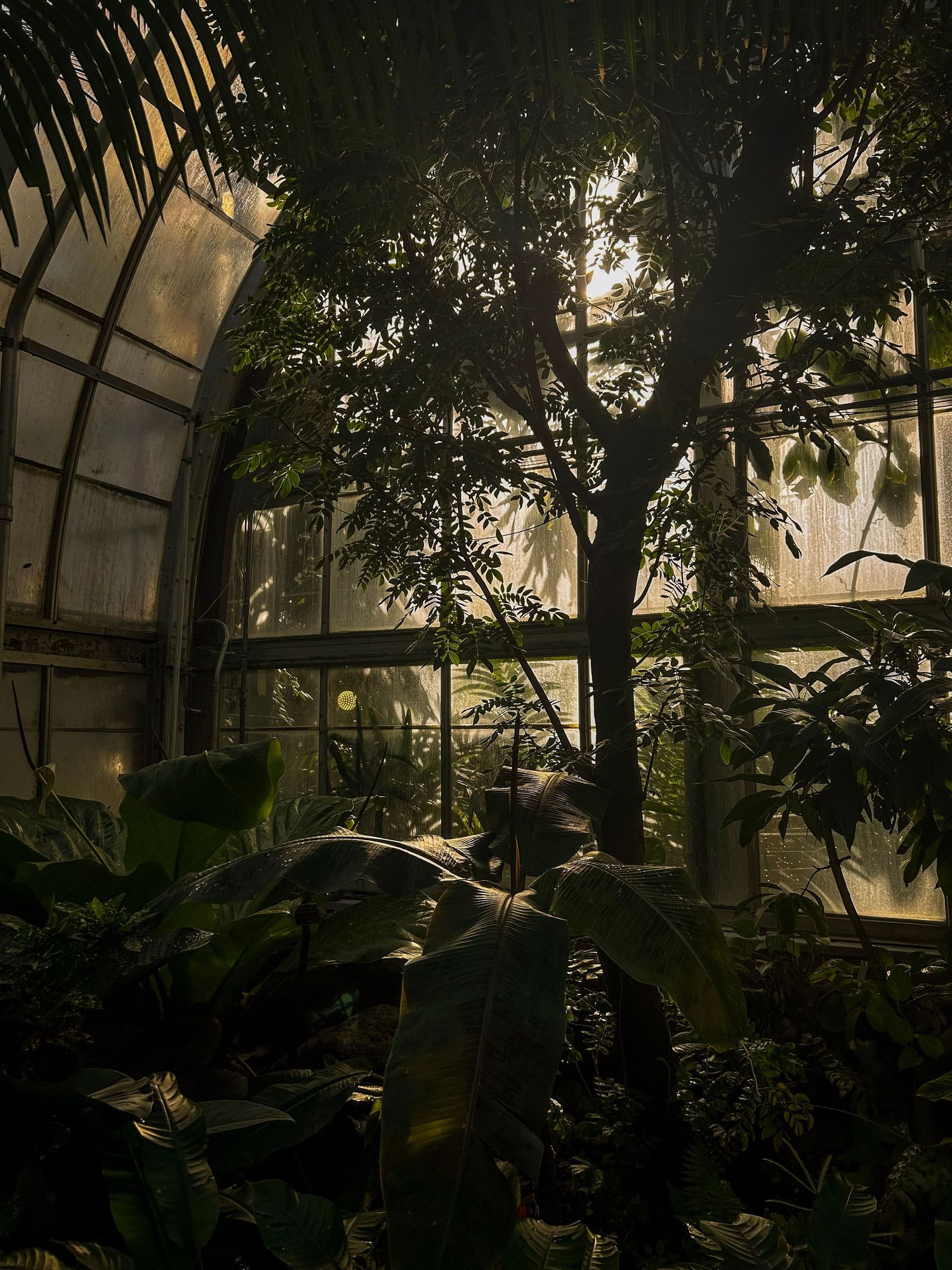 Sunlight streams through palm fronds in a tropical greenhouse creating dramatic shadows.