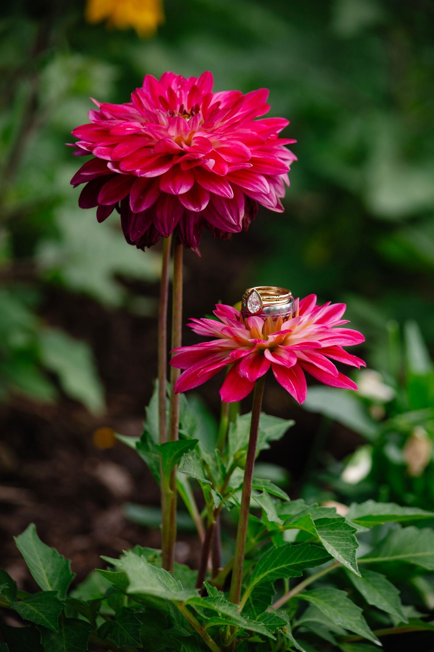 Two vibrant pink dahlia flowers with gold wedding rings resting on petals in garden setting.