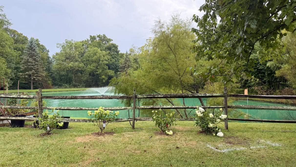 Lush green backyard with wooden fence, small trees, white flowers, and a pond with fountain visible beyond.
