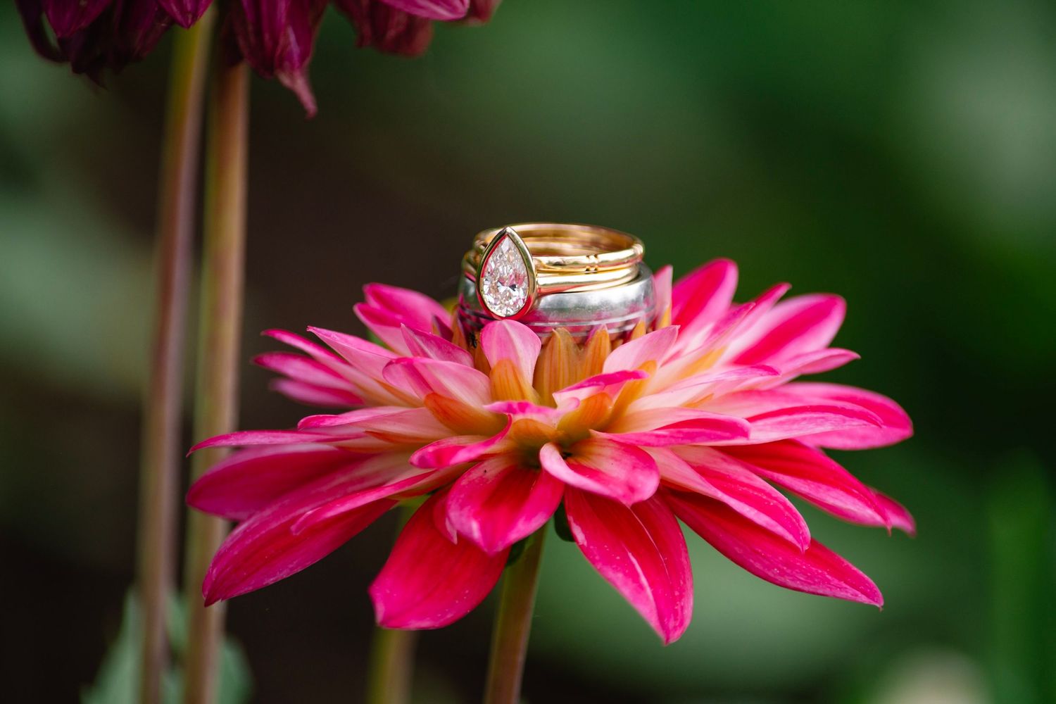 Gold engagement and wedding rings with a pear-shaped diamond displayed on a vibrant pink dahlia flower with green bokeh background.