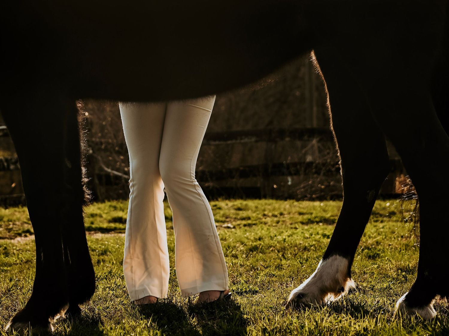 Person in white pants standing beside a dark horse on green grass, with sunlight highlighting their legs.
