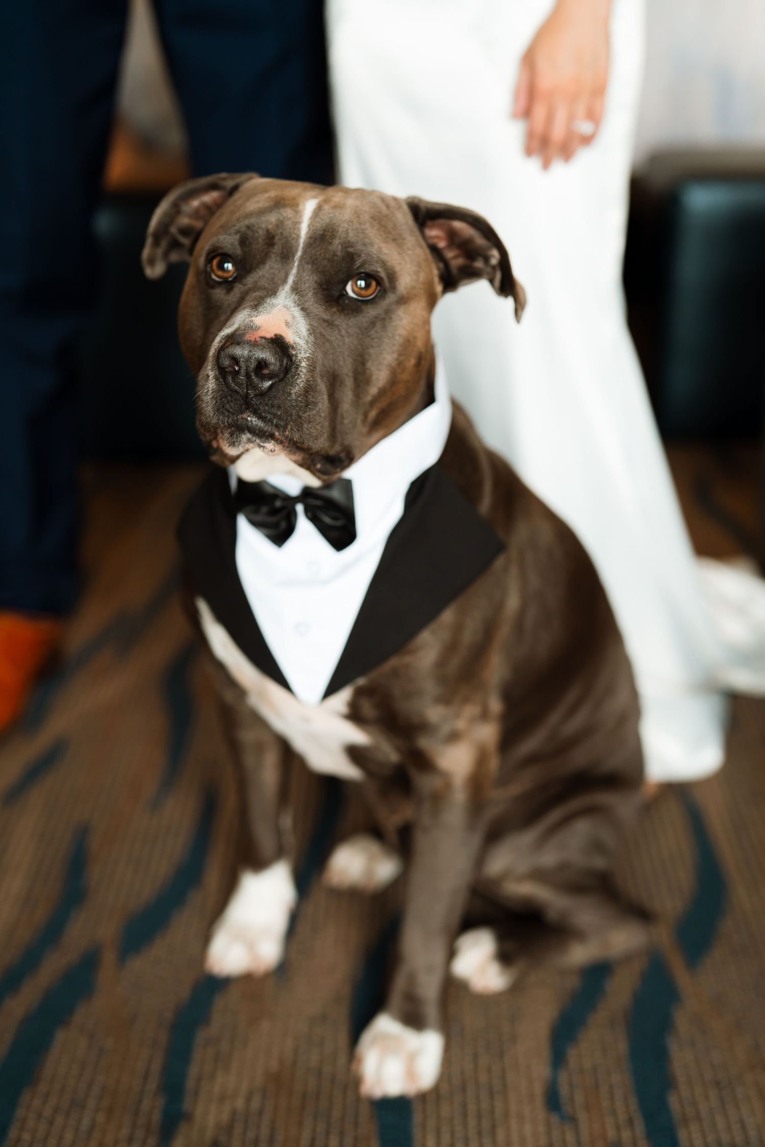 Brown and white pit bull wearing a formal bow tie for a wedding.