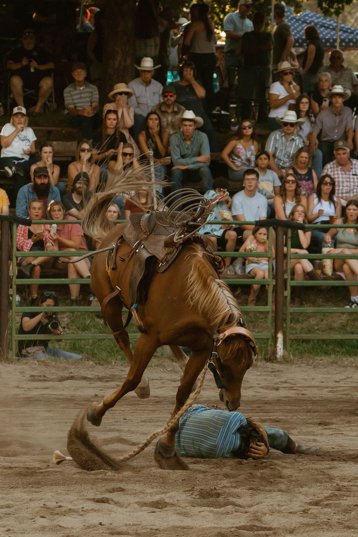 Dramatic sequence of a bucking bronco throwing its rider during a rodeo competition with spectators watching.