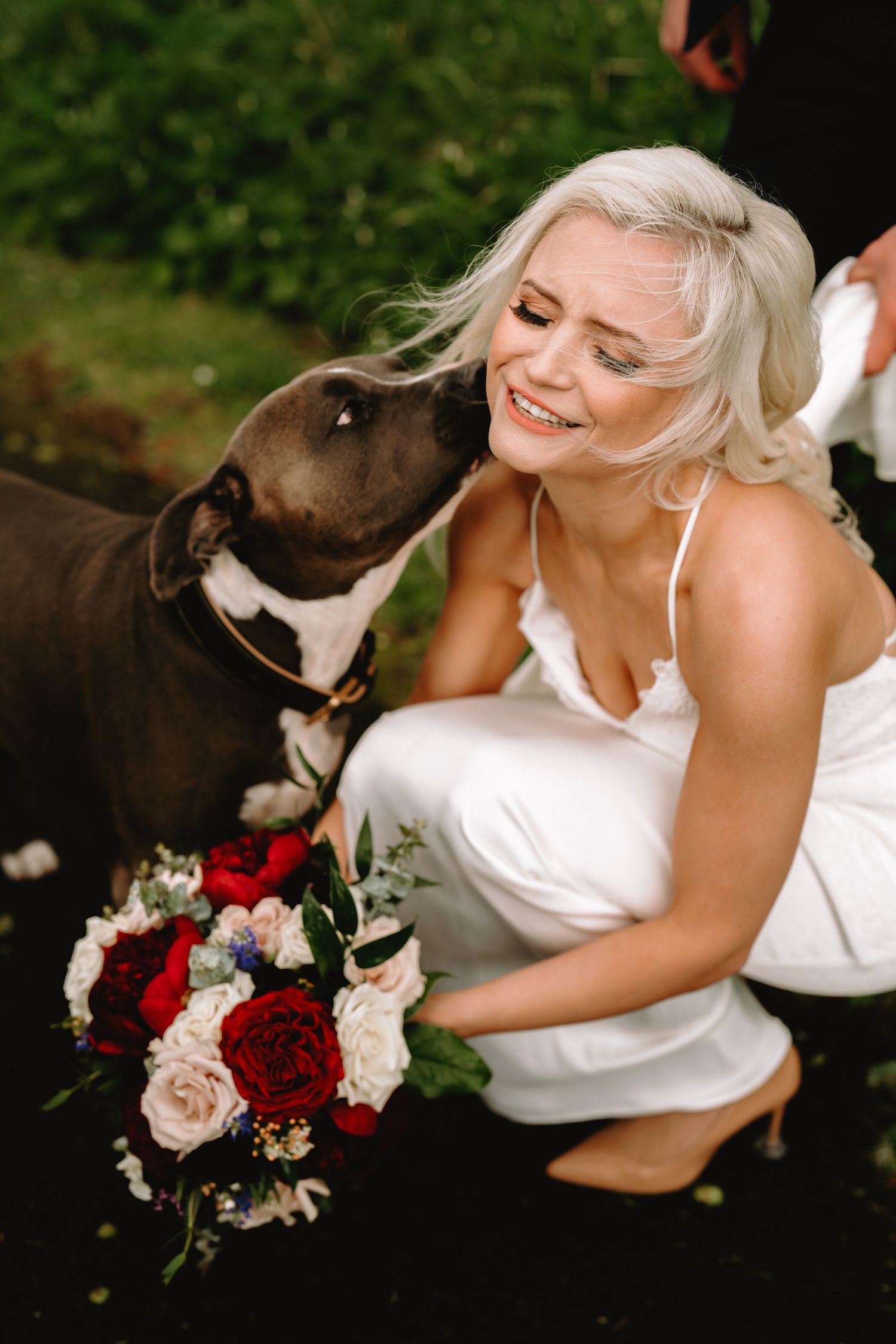 Bride in white dress holding red and pink bouquet with dog giving kisses.