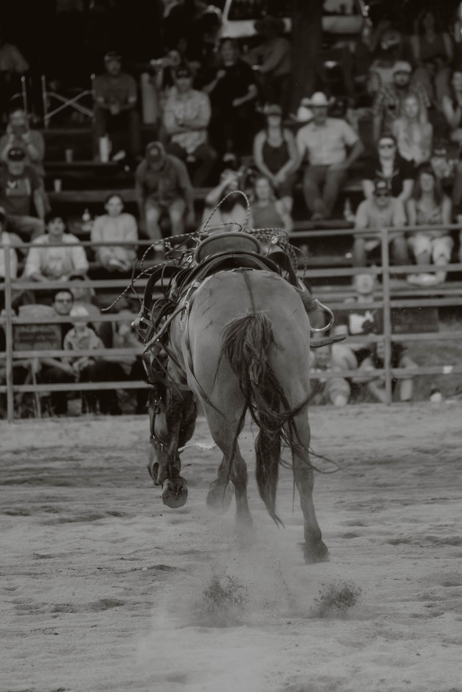 Black and white photo sequence of a horse bucking wildly in a dusty rodeo arena.