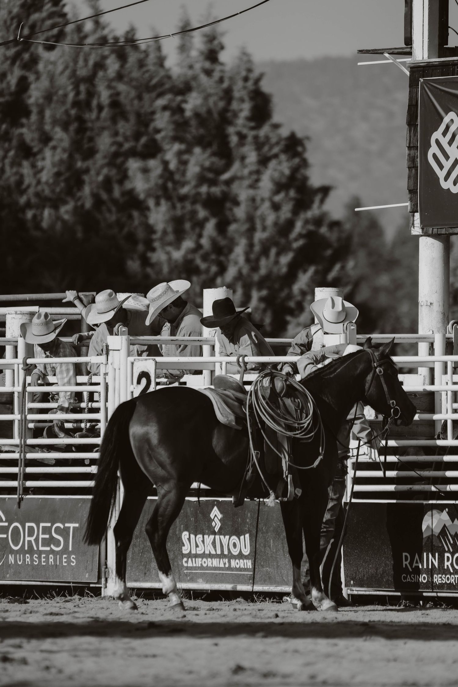 Several horses with saddles stand in an arena with advertising banners and white fencing visible in the background.