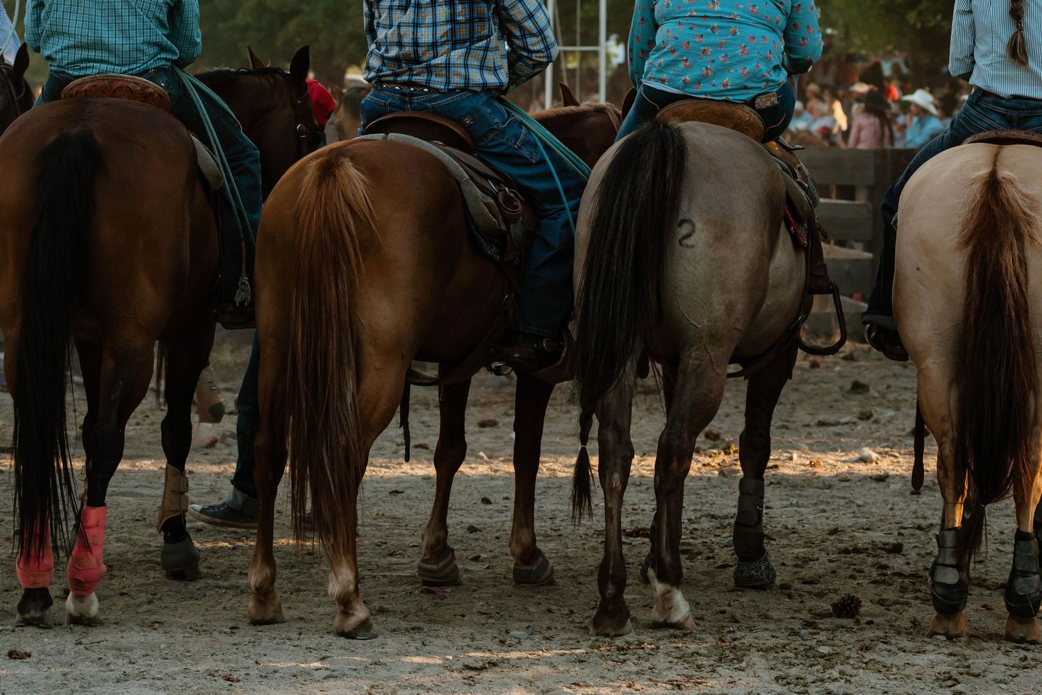 Row of mounted horses and riders lined up at a rodeo event.