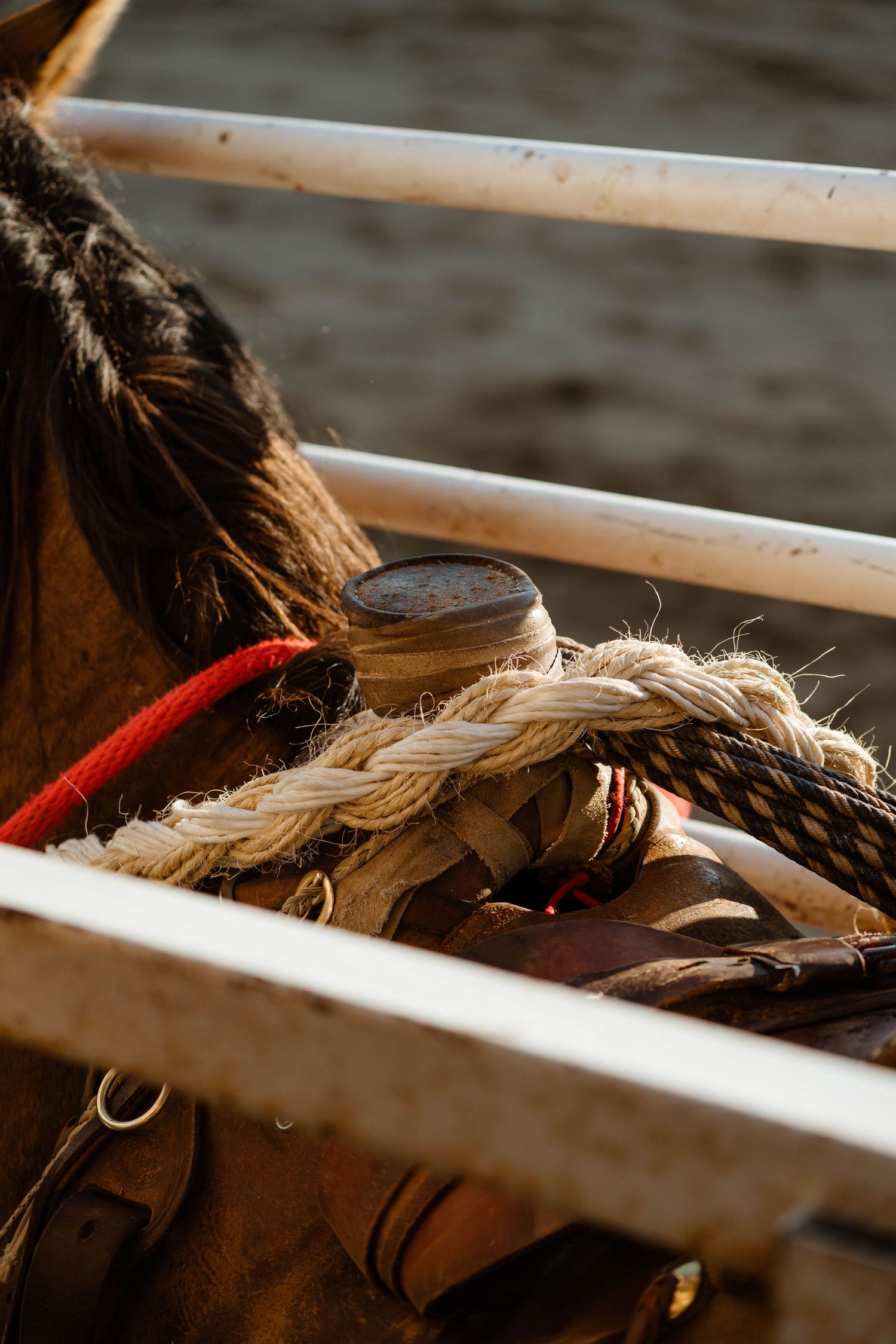 Close-up of horse mane and braided details with white arena railing in background.