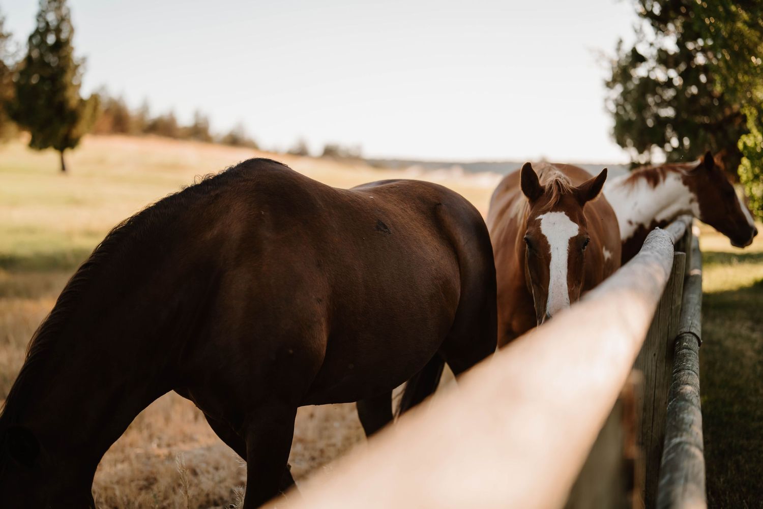 Horses