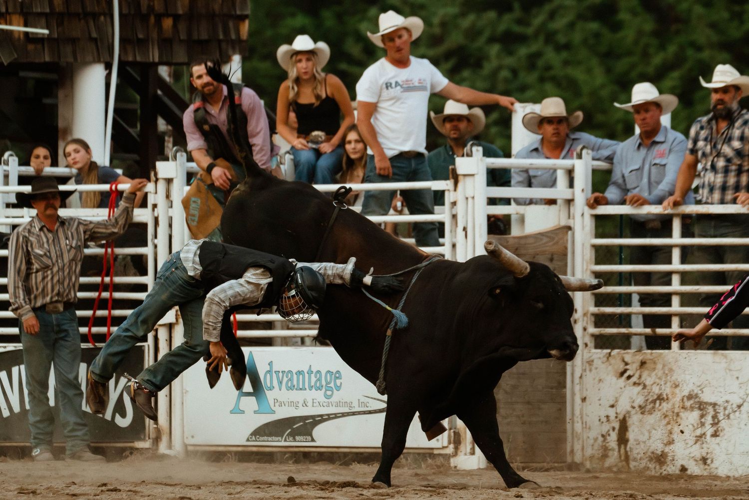 Bull rider gets thrown from bucking bull during intense rodeo competition.