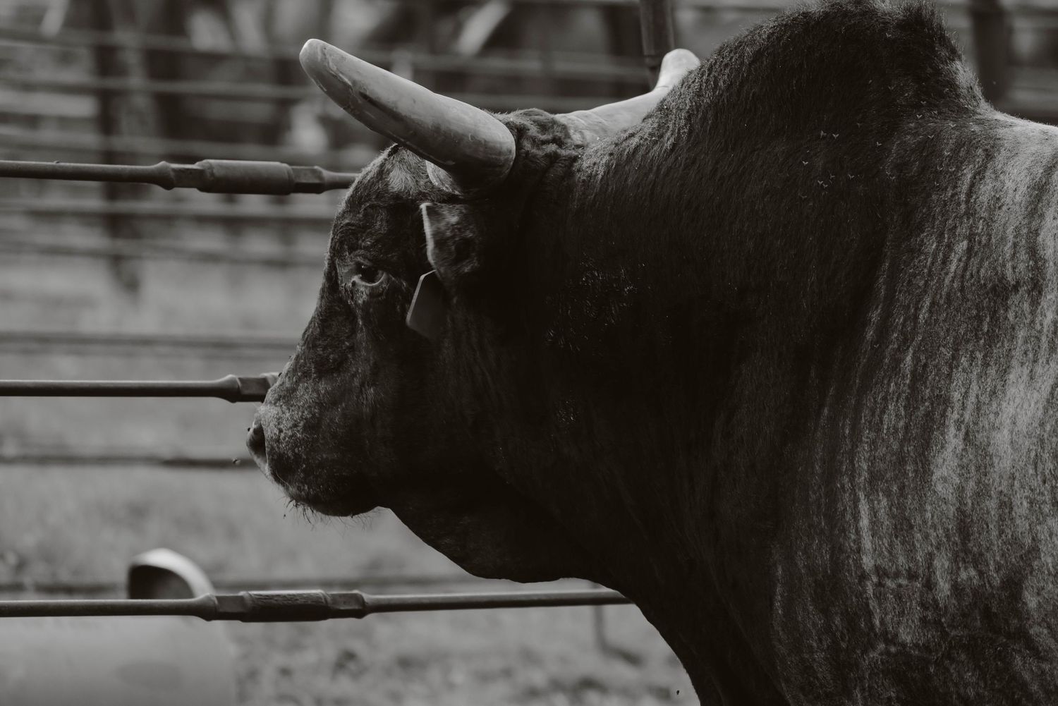 Close-up black and white profile shots of a bull's head and horns.