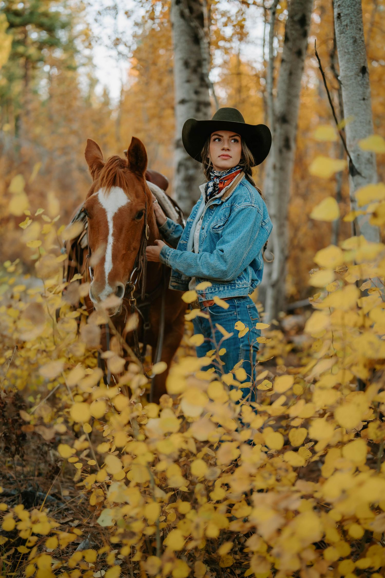 Horse and rider among yellow fall foliage and birch trees in a forest setting.
