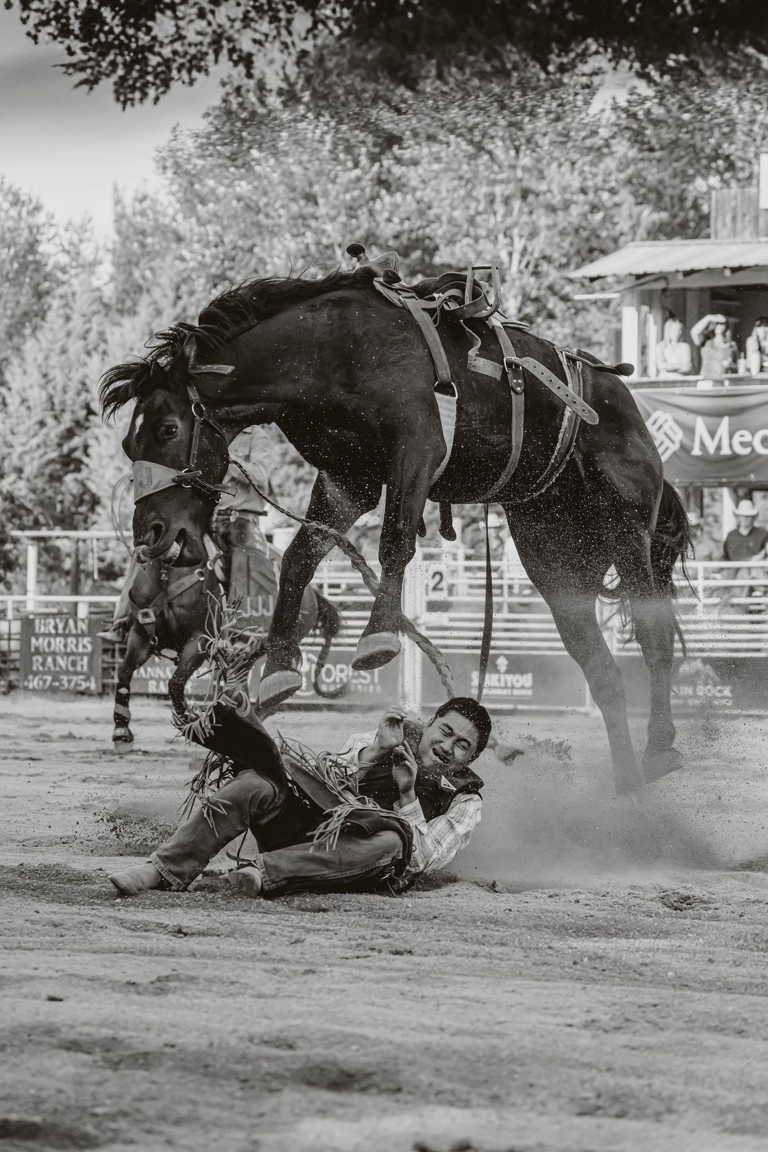 Action sequence of a bronc rider being thrown from a bucking horse at a rodeo.