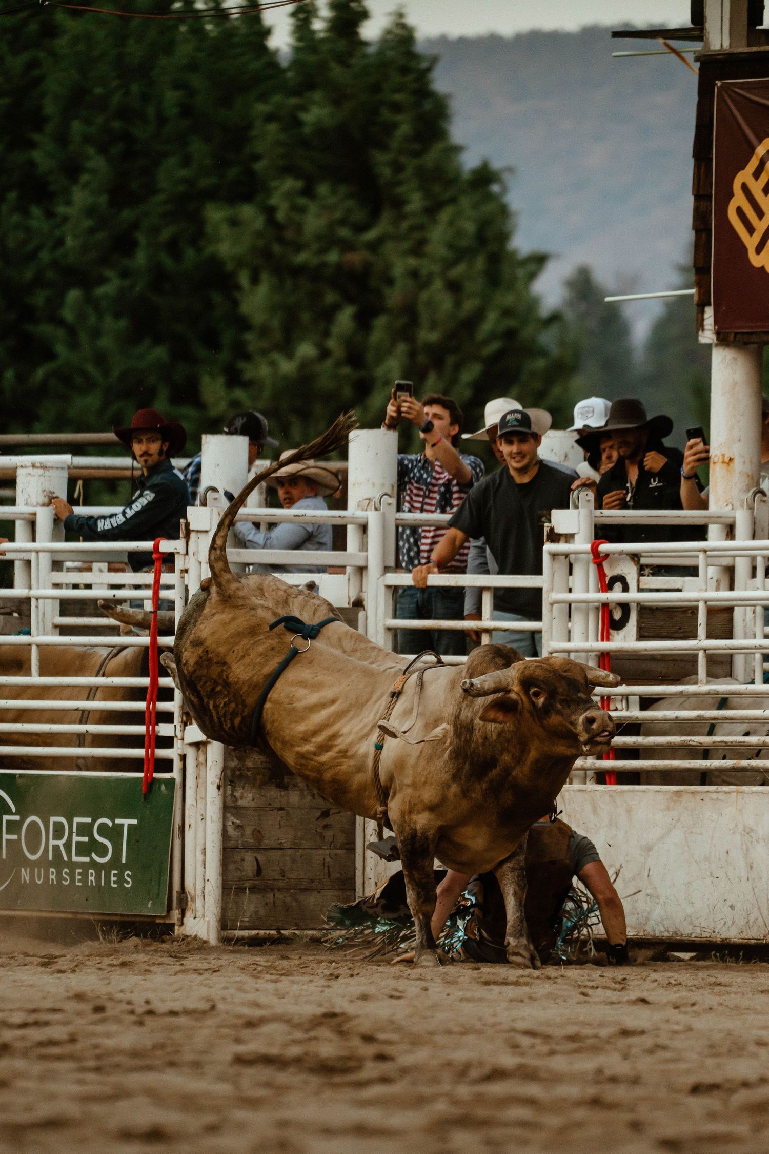Bull rider attempts to stay mounted on a bucking bull during an intense rodeo competition.