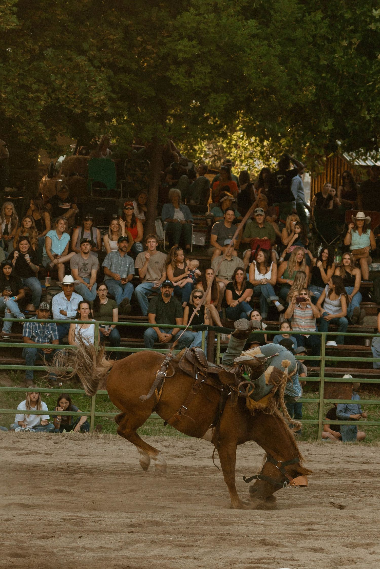 Action shot of bronc riding at rodeo with spectators watching from bleachers.