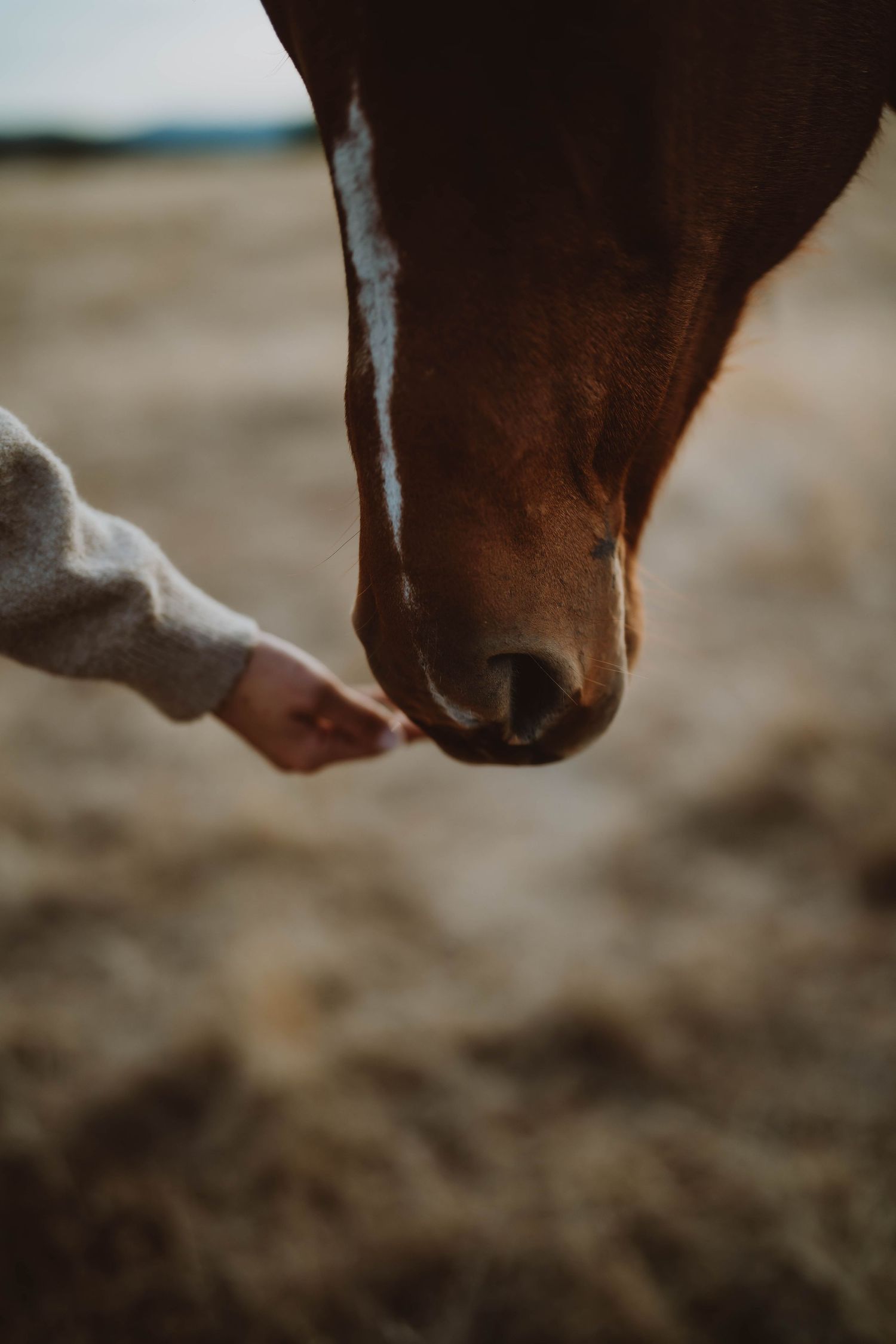 Close-up series of a brown horse's nose and nostrils against a blurred background.