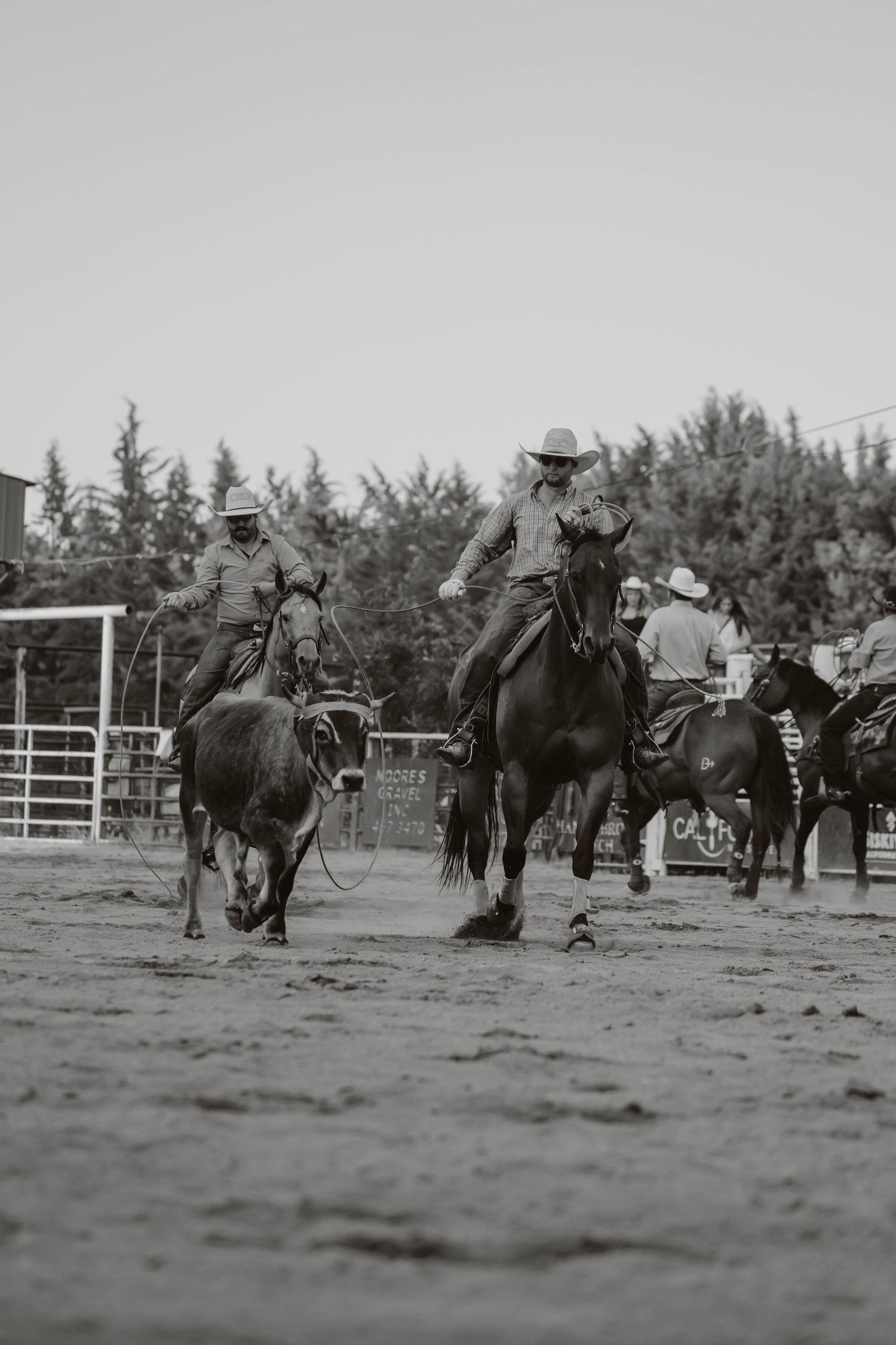 Multiple cowboys compete in a vintage rodeo event shown in black and white photography.