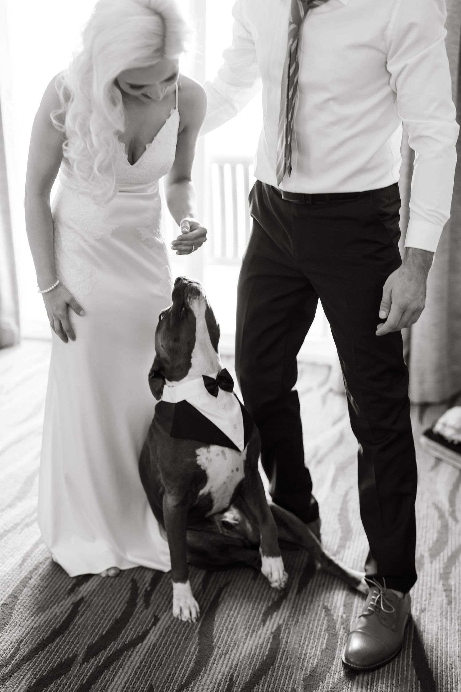 Series of shots showing a dog's paws next to formal wedding attire on carpet.