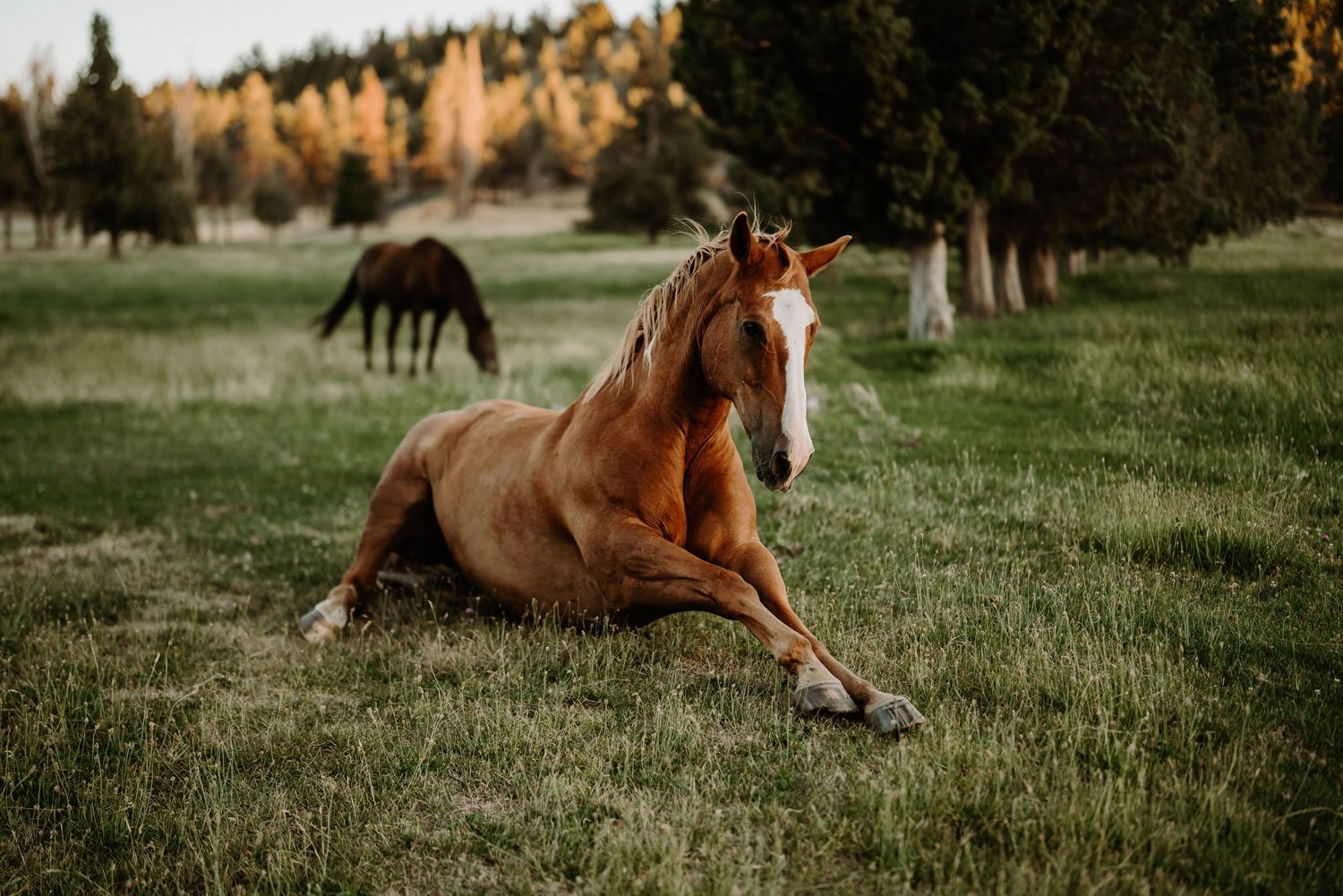 Brown horses relaxing in a grassy field during sunset.