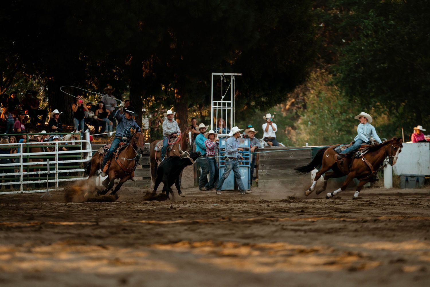 Panoramic view of a rodeo arena with spectators watching bronc riding events.