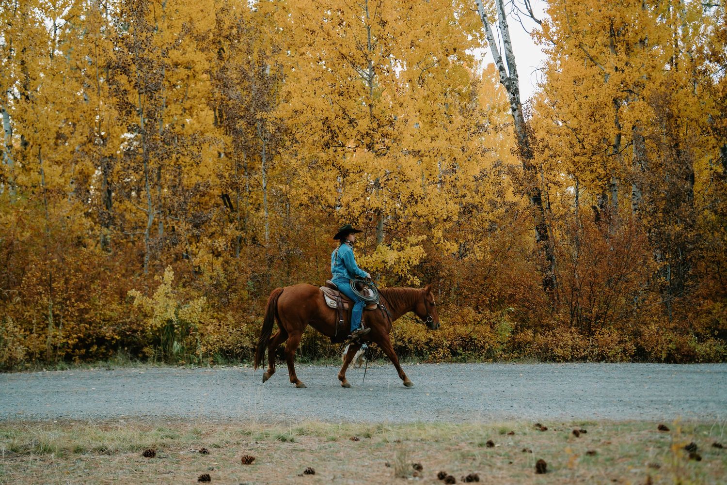 Horse and rider walking through a scenic autumn landscape with golden trees.