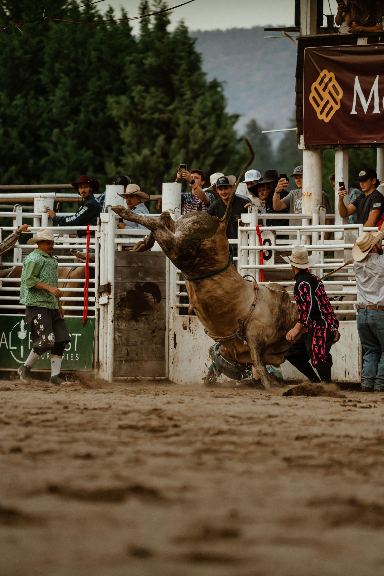 Brown bull rears up dramatically in rodeo arena with spectators watching from behind fence.