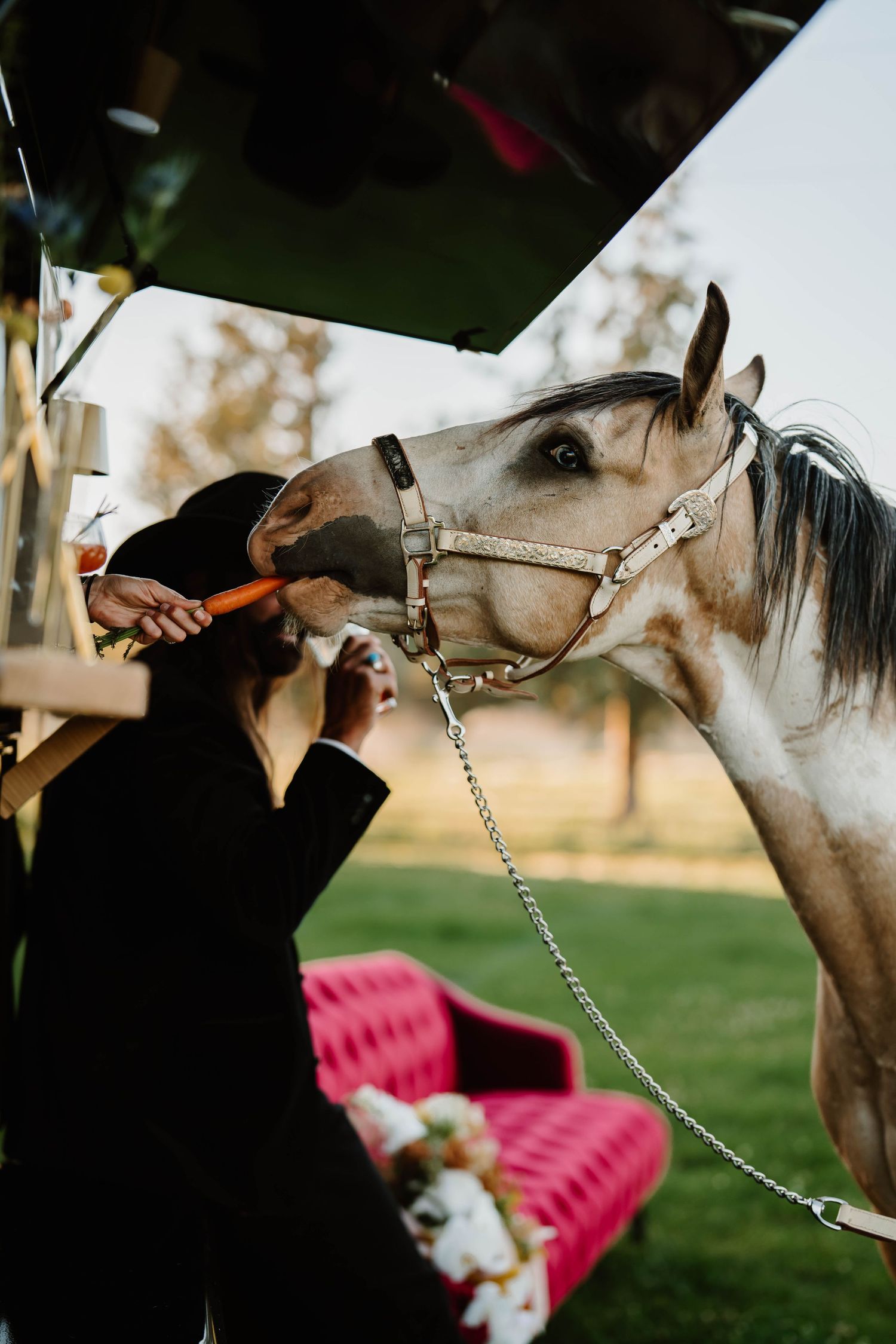 A white horse peeks into a vintage black trailer while being held by handlers.