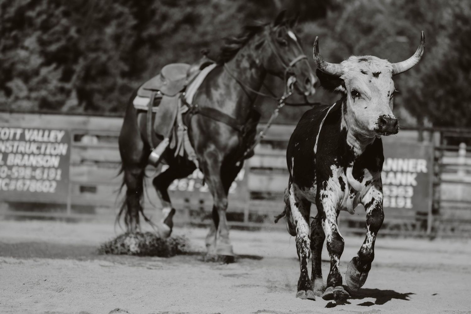 Black and white action shot of bull riding at a rodeo event.