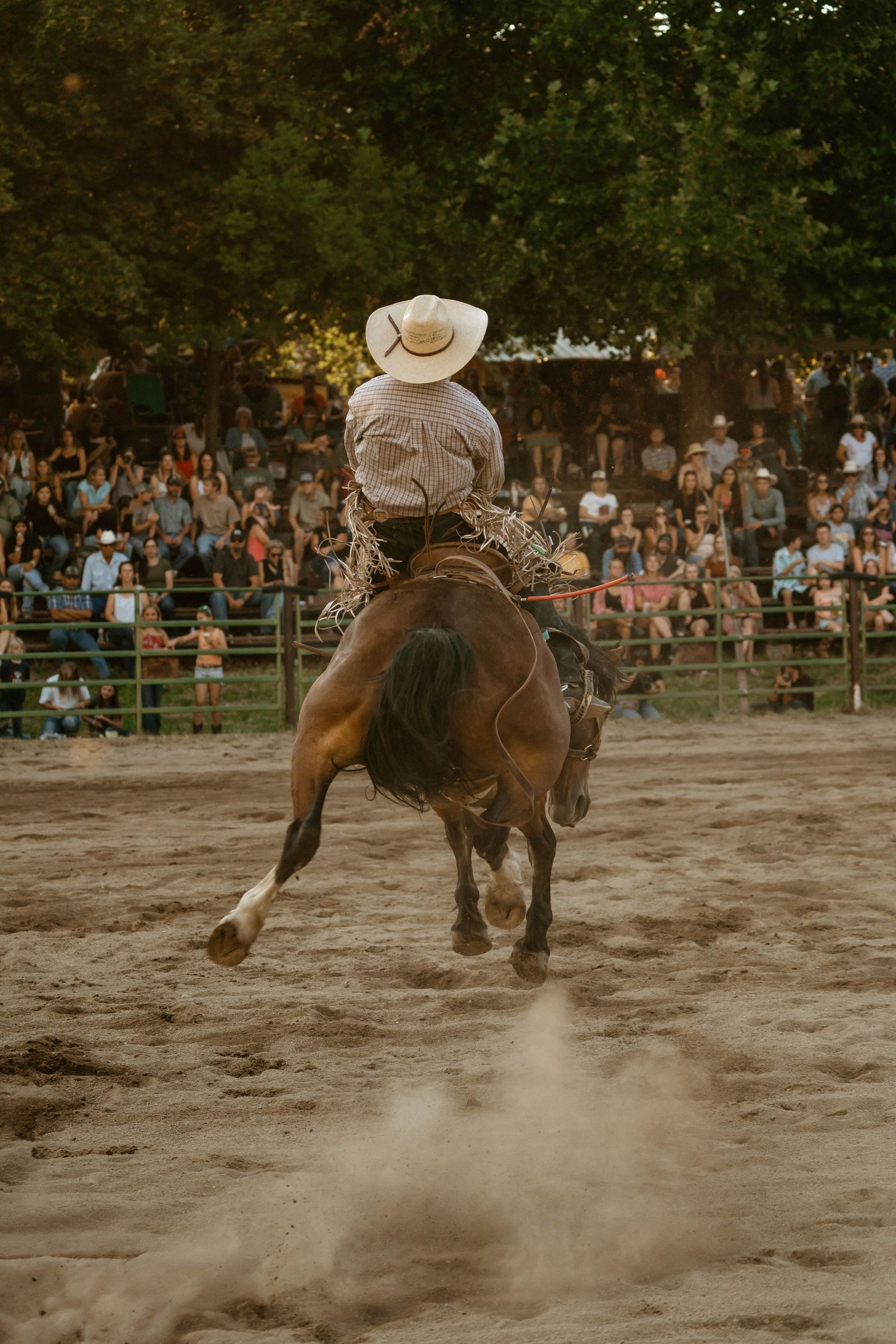 Horse kicks up dust in an outdoor rodeo arena while performing a dramatic bucking motion.